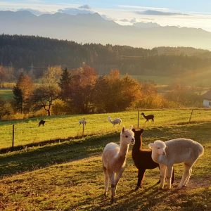 Willkommen bei den Wörthersee Alpakas - unsere Tiere genießen ein herrliches Panorama in Techelsberg am Wörthersee